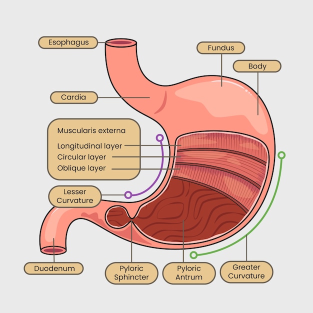 Anatomical illustration of the human stomach