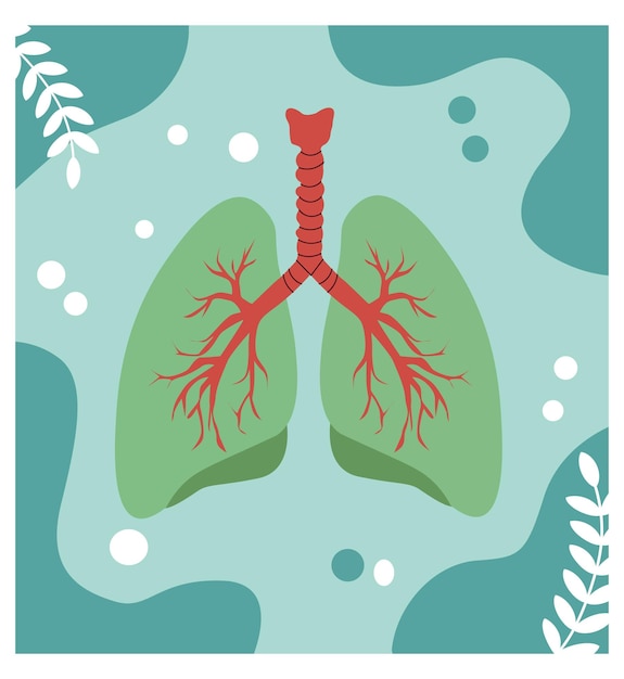 Anatomical Illustration of the Lungs and Respiratory System
