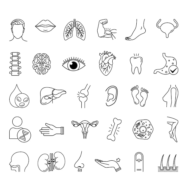 Anatomy Icon Set