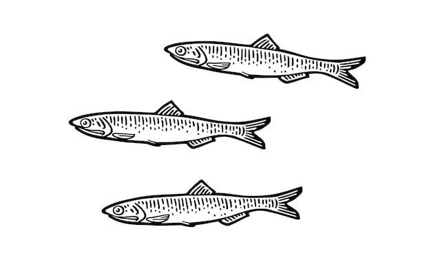 Anchoa de pescado fresco entero vector grabado negro de cosecha