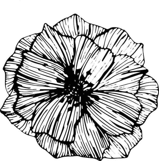 Anemone flores dibujo ilustración vector y clipart
