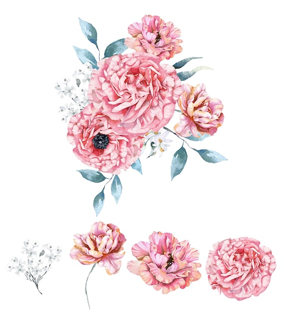 Vector anemonepeonies pintadas con acuarelas flor rosa floreciente para decorar tarjetas de invitación