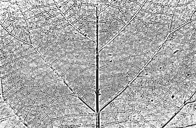 Angustia árbol hojas folleto textura blanco y negro grunge backgroundeps8 ilustración vectorial