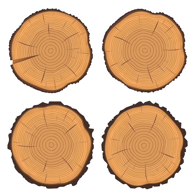 Anillos de árboles y tronco de árbol cortado con sierra
