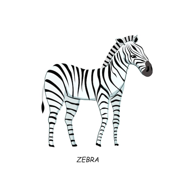 Animal africano de cebra Ilustración vectorial aislada sobre fondo blanco