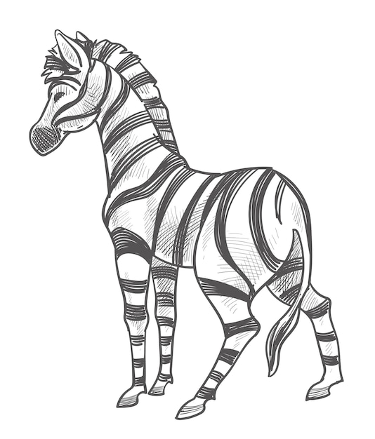 Animal herbívoro con rayas en piel mamífero aislado en zoológico o reserva natural Sabana o África hábitat para desierto fuerte semental Bosquejo monocromo Esquema Vector en estilo plano