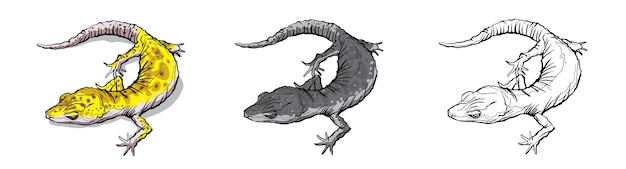 Animal lagarto gecko. Reptil en fauna natural aislado en fondo blanco.