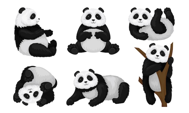 Animal Panda en diferentes posturas Conjunto vectorial Oso trepando al árbol y volviéndose al revés en el suelo Colección de mamíferos divertidos