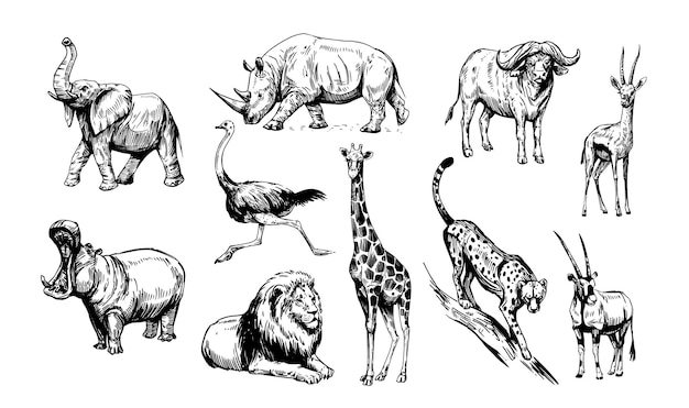 Animales africanos león elefante gacela rinoceronte guepardo antílope Conjunto de ilustraciones de bocetos vectoriales