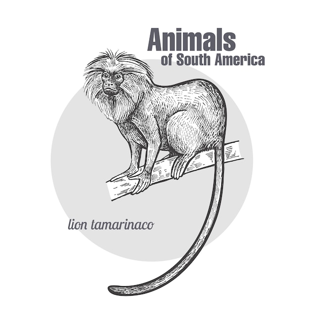 Vector animales de américa del sur león tamarin.