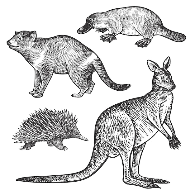 Animales de australia. demonio de tasmania, platypus, wallaby o canguro y echidna.