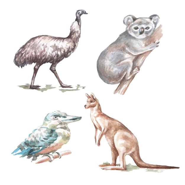 Animales Australia ilustración gráfica dibujado a mano koala avestruz