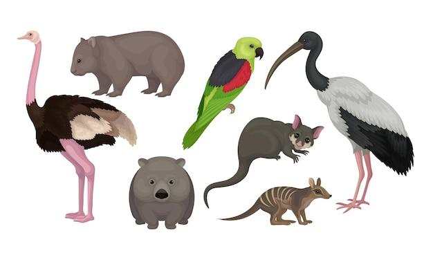 Animales y aves silvestres australianos aislados en un fondo blanco Conjunto de vectores Colección de mamíferos silvestres