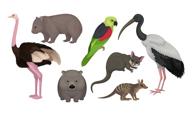 Vector animales y aves silvestres australianos aislados en un fondo blanco conjunto de vectores colección de mamíferos silvestres