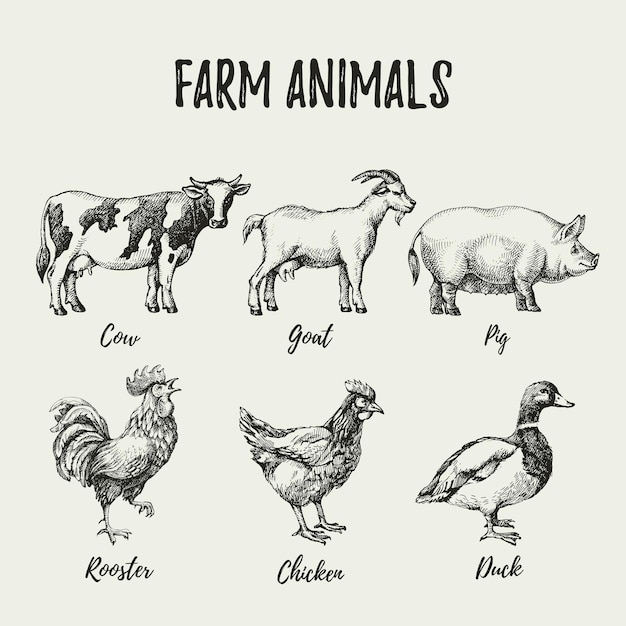 Vector animales de granja dibujados a mano ilustración vintage vectorial