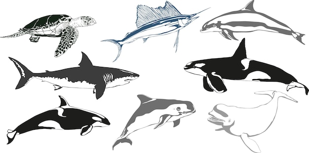 Animales marinos