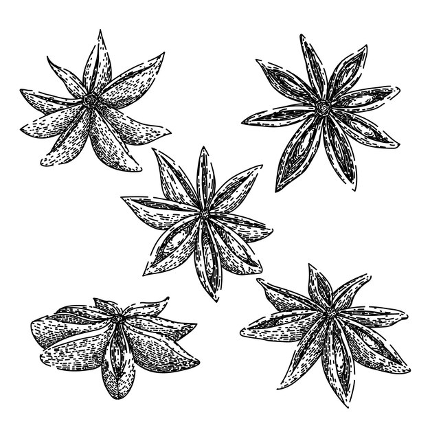 Anís estrella conjunto boceto vector dibujado a mano