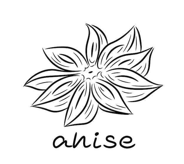 Anís estrella. planta, flor, especia. elemento único. dibujado a mano. garabato, boceto, icono.