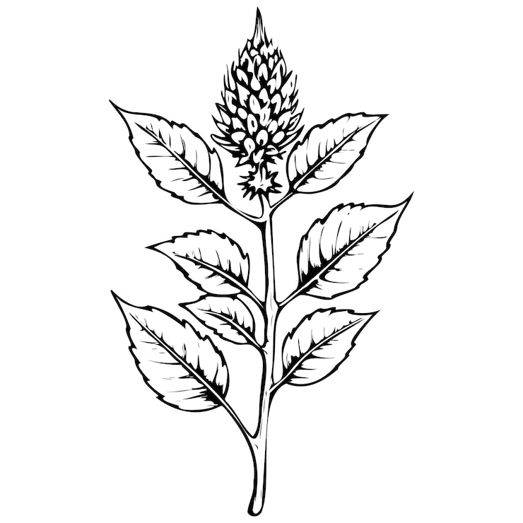Vector annatto dibujando la línea de la cabeza de la fruta arte negro bocetos realistas pintura