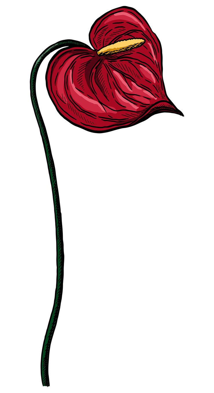 Vector anthurium flor tropical bosquejo botánico de plantas exóticas ilustración de vector dibujado a mano vintage color clipart aislado sobre fondo blanco