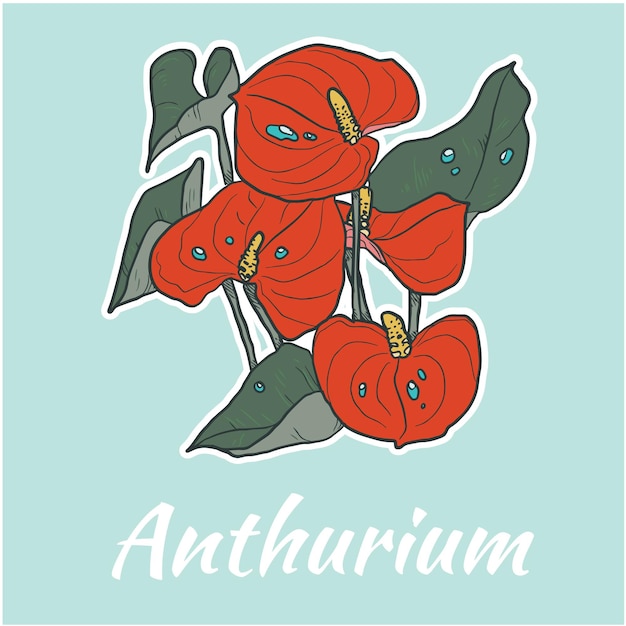 Anthurium Flor Vector Ilustración Coloreada