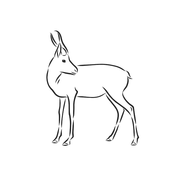 antílope dibujo gráficos vectoriales dibujo en blanco y negro. antílope animal, dibujo vectorial ilustración