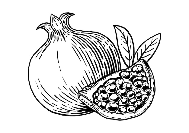 Apetitosa granada con hojas y cortar una rodaja fruta deliciosa boceto dibujado a mano estilo vintage
