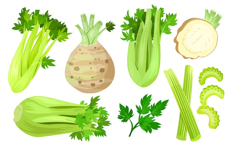 Vector apio aislado de dibujos animados conjunto de iconos. conjunto de dibujos animados icono vegetal.