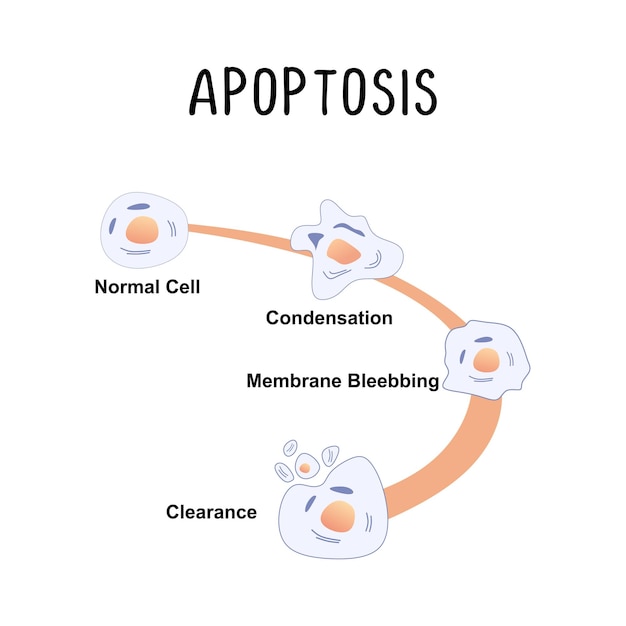 Vector apoptosis muerte celular programada el proceso natural de muerte celular que ocurre de manera controlada y organizada, a menudo interrumpido en las células cancerosas.