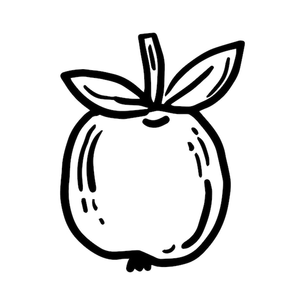 Apple Dibujo vectorial de mano libre Objeto vectorial de una manzana garabato con un fondo blanco para diseñadores gráficos