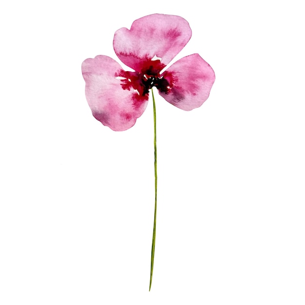 Aquarela abstracta de flores de amapola rosadas