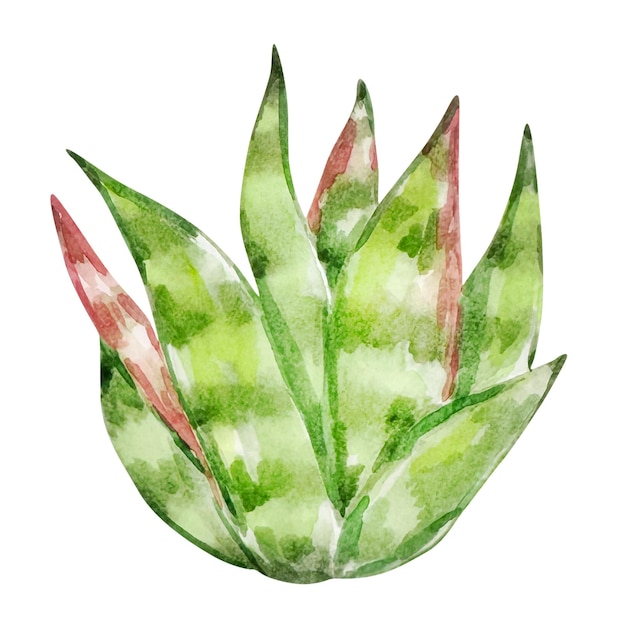 Vector aquarela cactus desierto plantas mexicanas