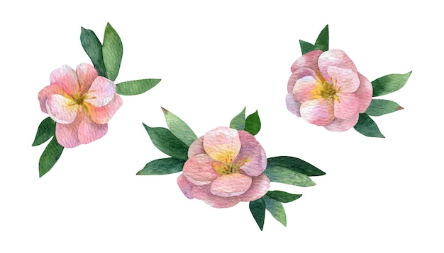 Vector aquarela de flor rosa potentilla con vegetación