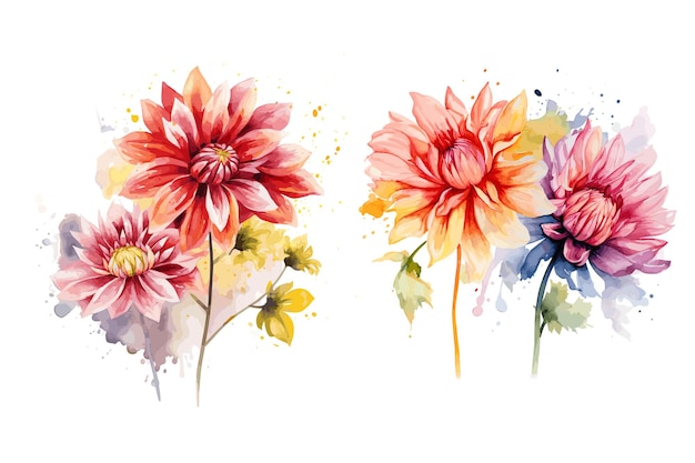 Aquarela de las flores de dalia Vector