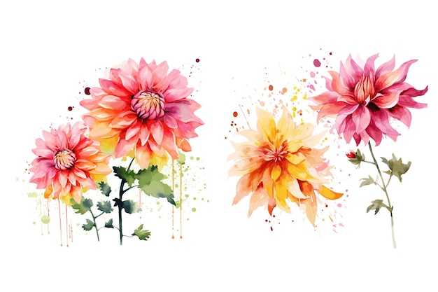 Aquarela de las flores de dalia Vector