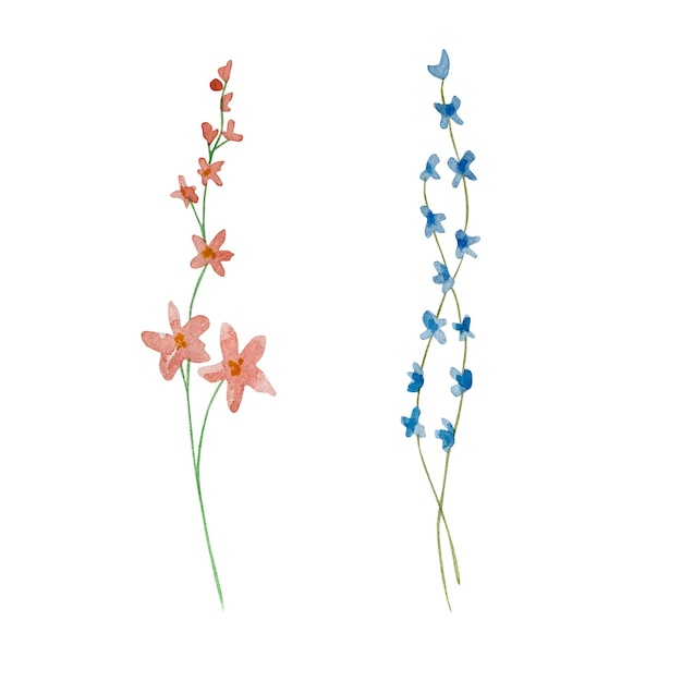 Aquarela de flores silvestres una delicada ilustración botánica