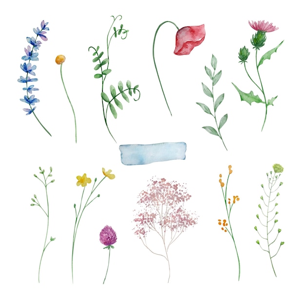 Aquarela de flores silvestres una delicada ilustración botánica