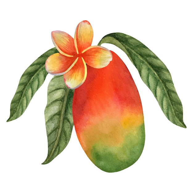 Aquarela de fruta de mango con hojas e ilustración de flores de plumeria Impresión tropical dibujada a mano