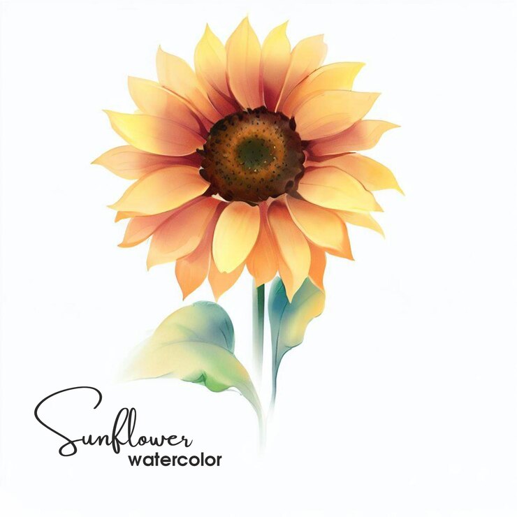 Aquarela de girasol dibujada a mano