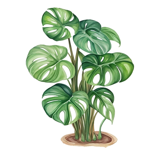 Vector aquarela de las plantas de interior clipart