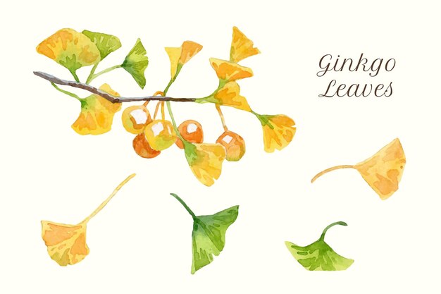Aquarela de ramas y hojas de ginkgo