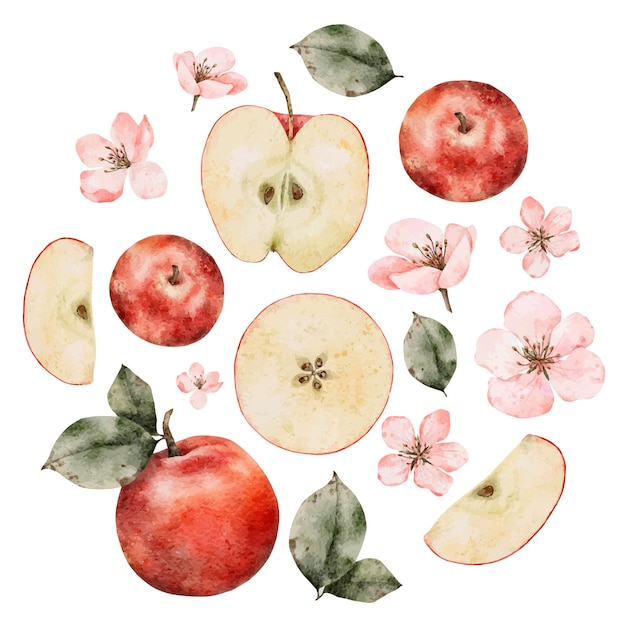 Vector aquarela con ramas de manzanas en flor, manzanas maduras verdes y rojas, etiqueta redonda, manzana dibujada a mano