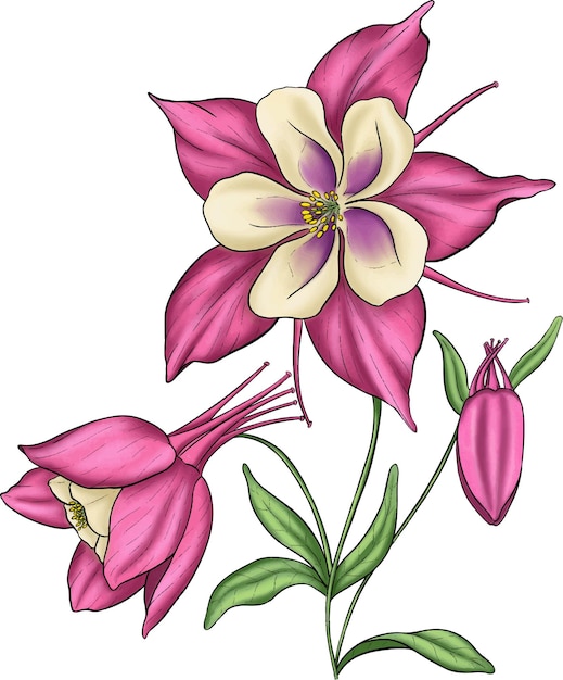 Aquilegia vector