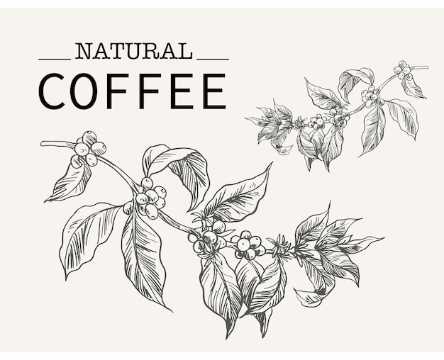 Arabica Robusta Café de tinta dibujo boceto para el embalaje etiqueta cartel arte impresión portada del menú