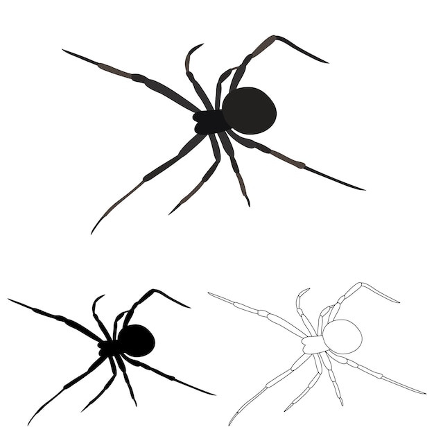 Vector araña aislada vectorial sobre un fondo blanco con un boceto