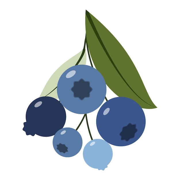 Arándano con hojas Ramitas de arándanos del bosque Ilustración vectorial