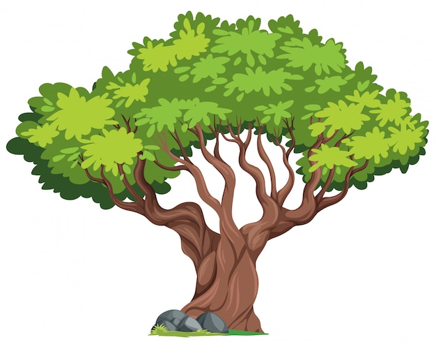 Un árbol aislado en el fondo blanco