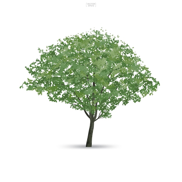 Árbol aislado sobre fondo blanco. uso para diseño de paisaje, decoración arquitectónica. parque y idea de objeto al aire libre. ilustración vectorial.