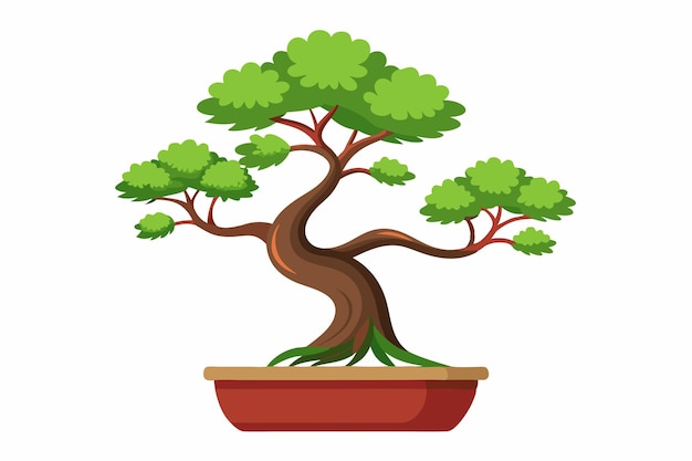 árbol de bonsai en una olla con un fondo blanco