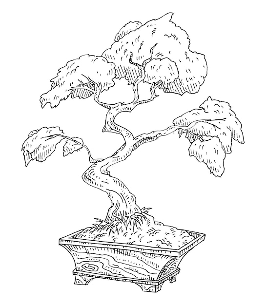 Árbol de los bonsais en maceta de madera vintage vector grabado ilustración monocromo negro aislado en blanco